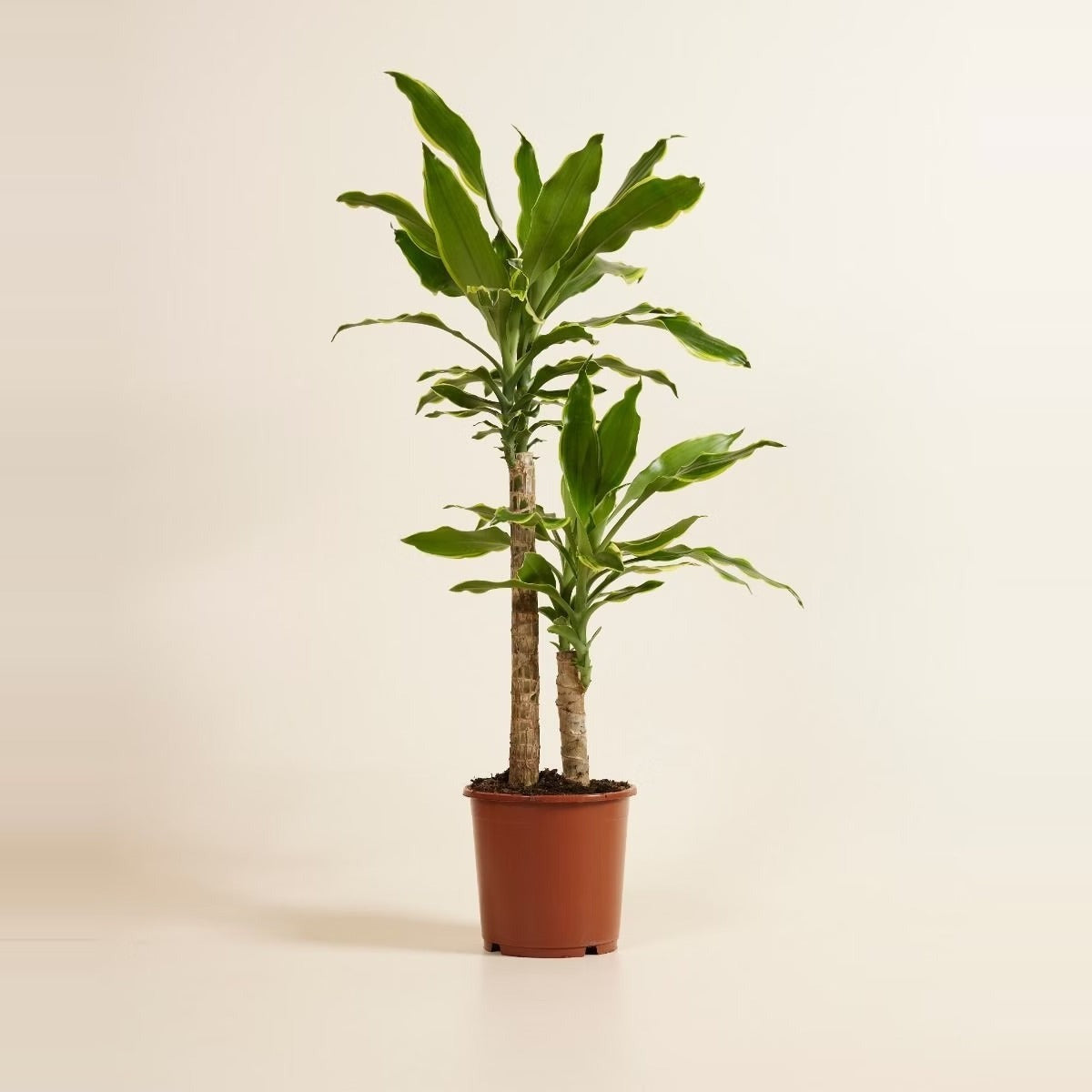 Under 50 KD — a premium selection of large houseplants and tall designer planters arranged in a row