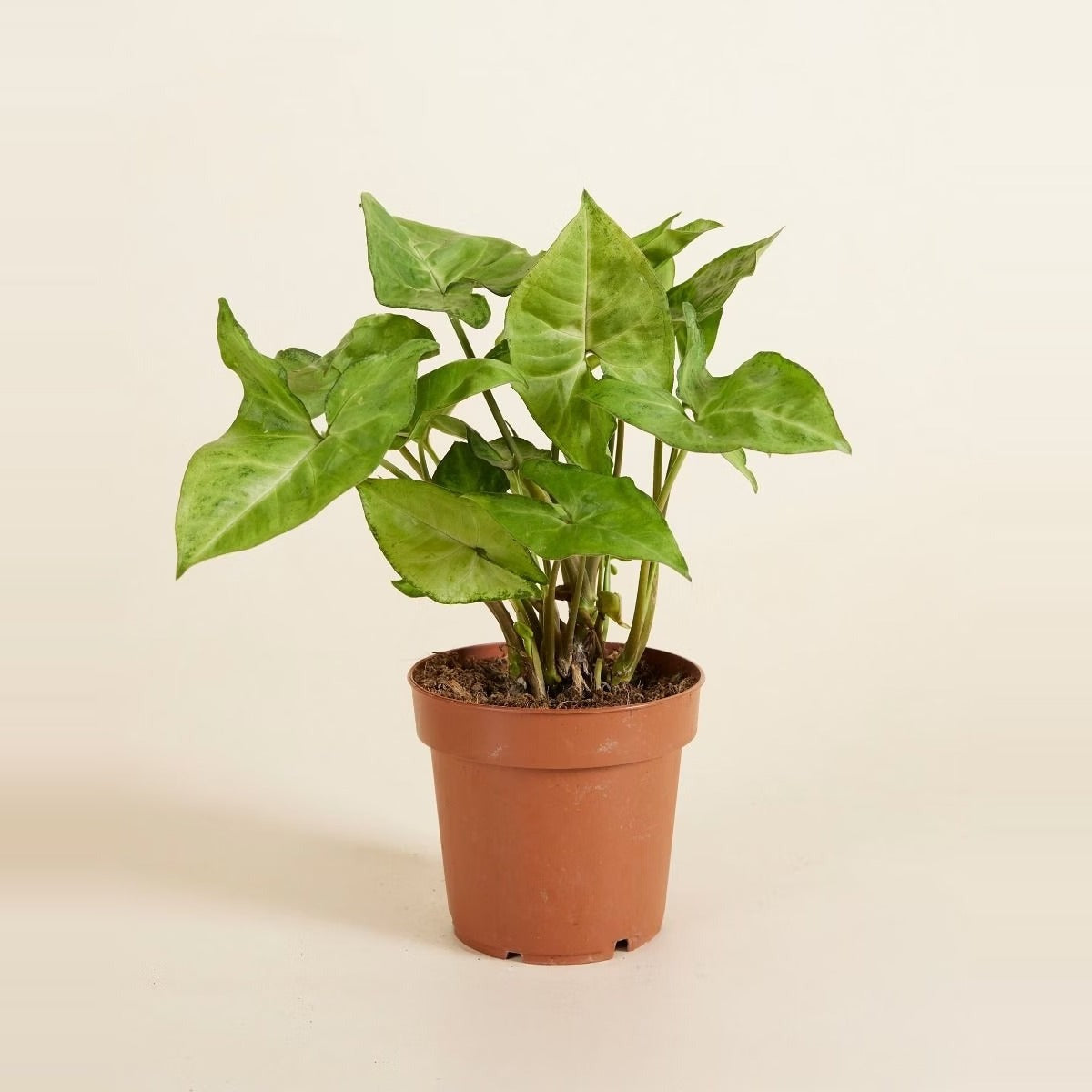 Under 5 KD — a budget selection of very small plants, seedling cups and tiny terracotta pots arranged in a row