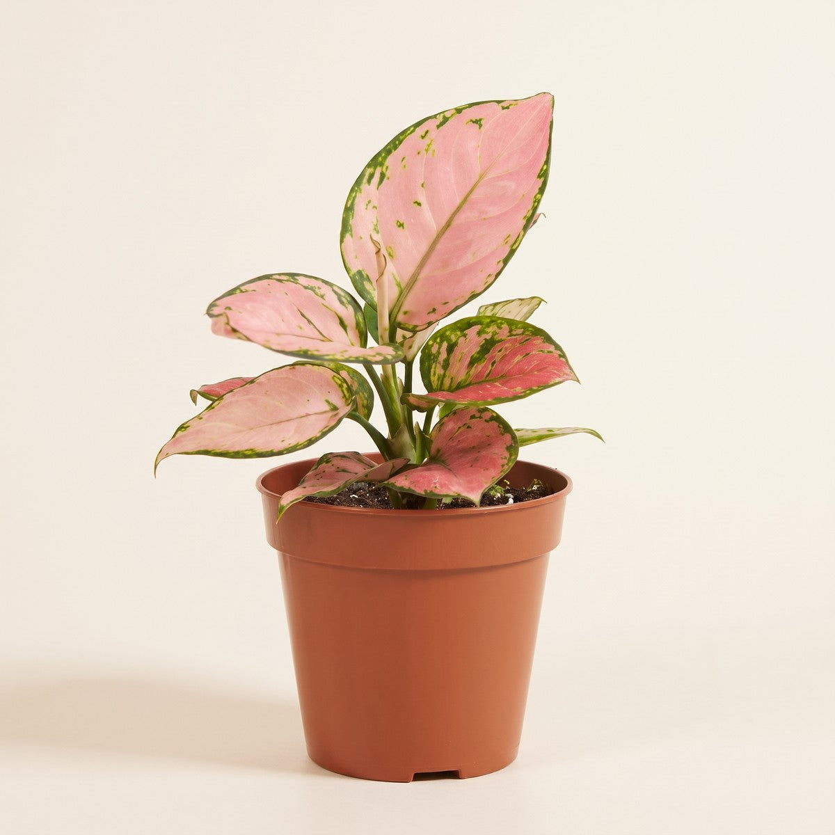 Aglaonema