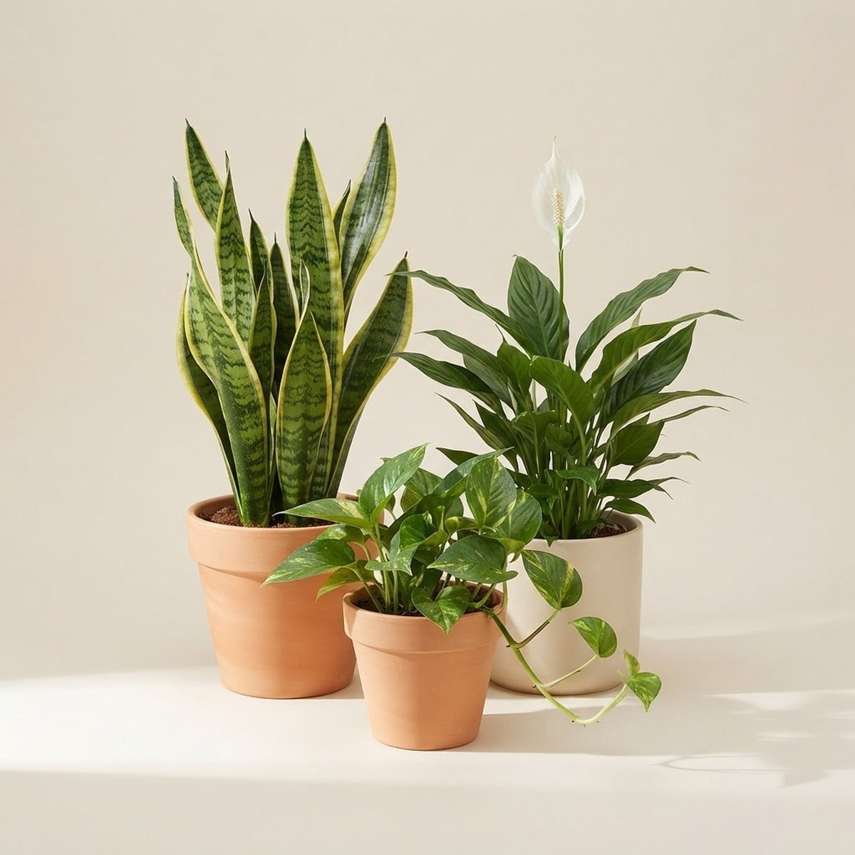 Air-purifying plants — three air-purifying houseplants - a snake plant, a peace lily and a pothos - in plain terracotta and cream pots