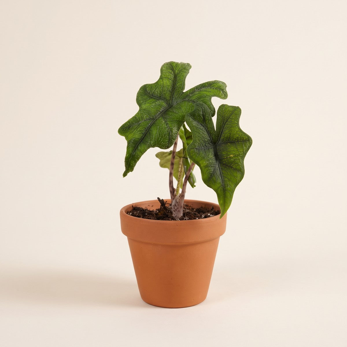 Alocasia