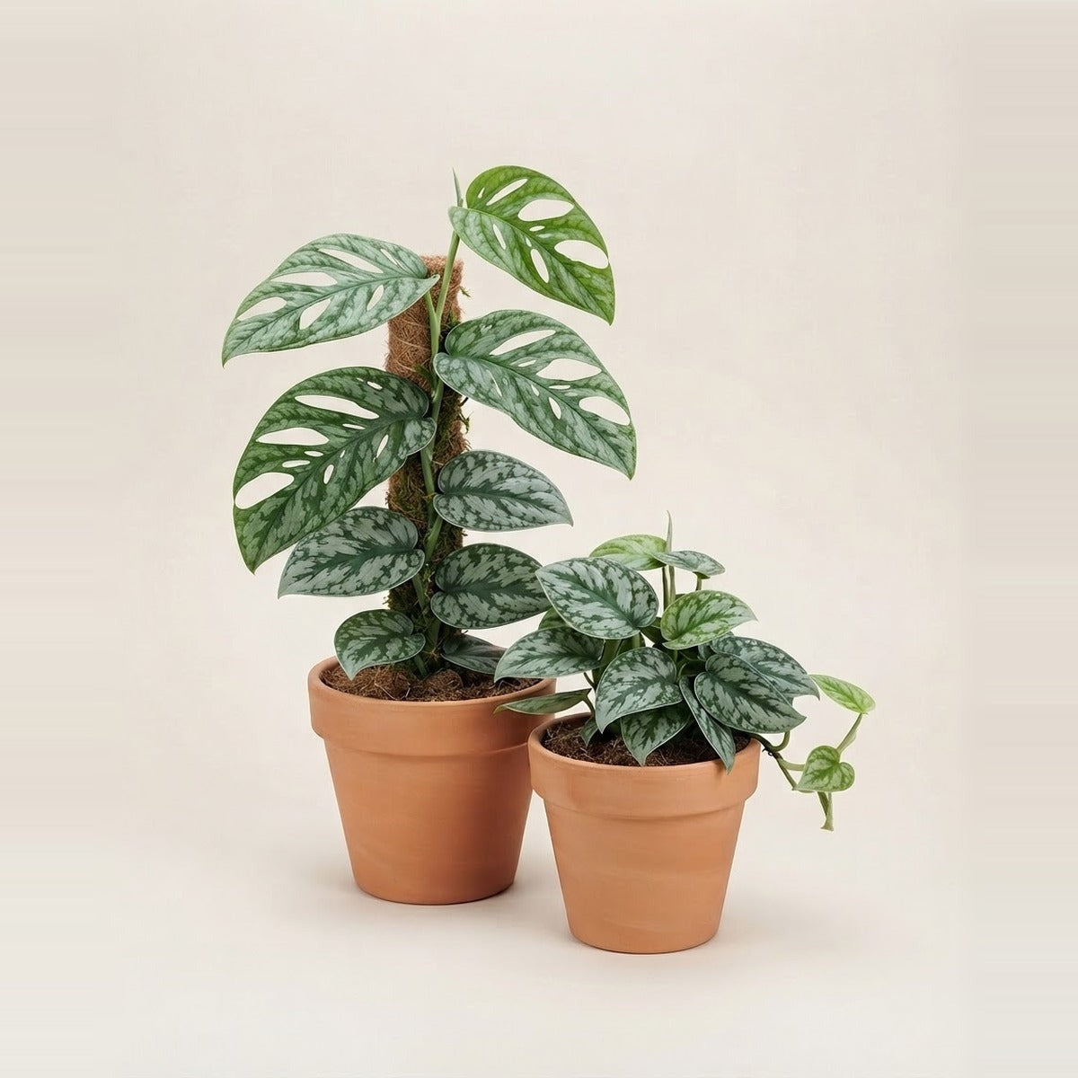Amydrium — two Amydrium climbing plants with silver-marbled leaves in plain terracotta pots