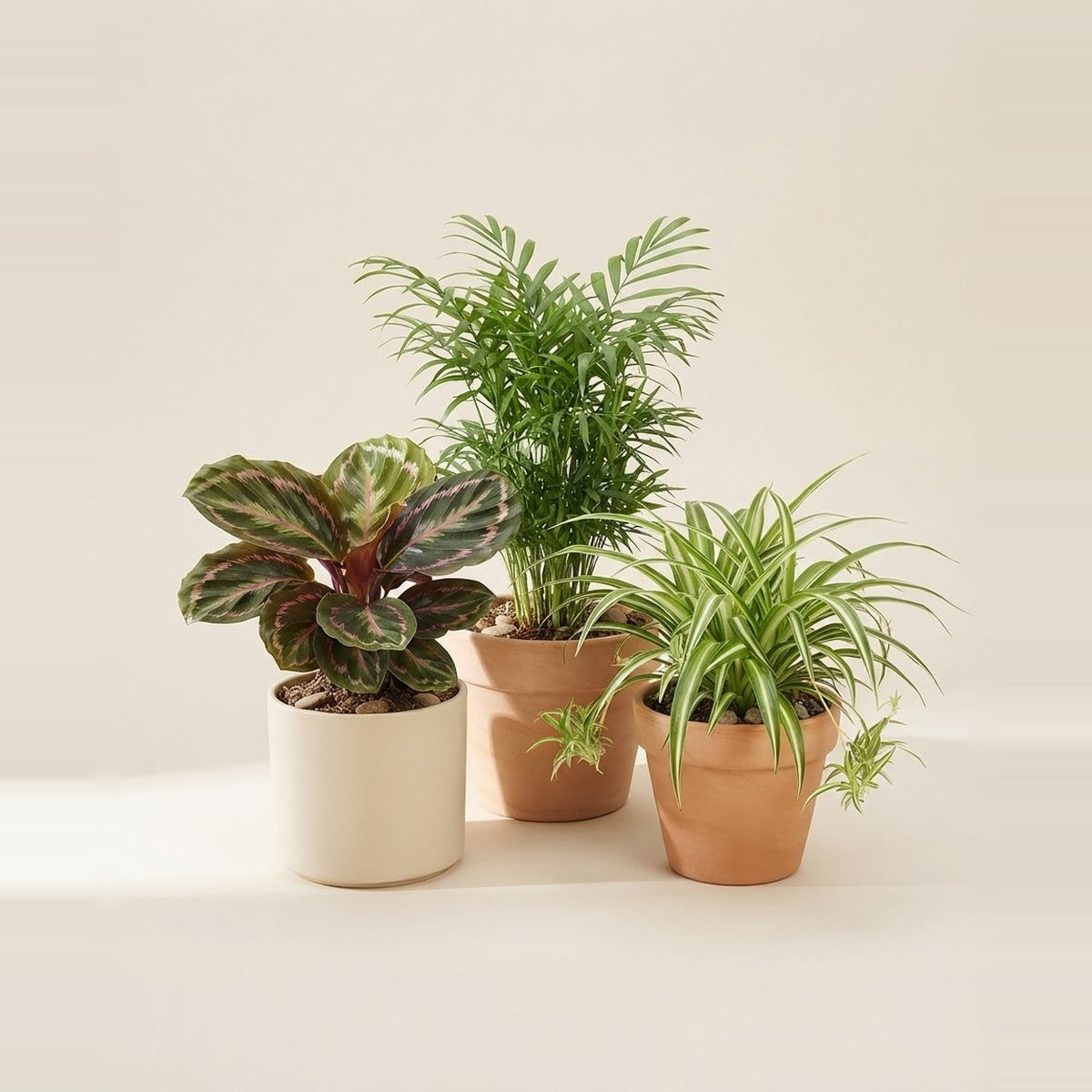 Animal-friendly plants — three pet-safe houseplants - a parlour palm, a calathea and a spider plant - in plain terracotta and cream pots