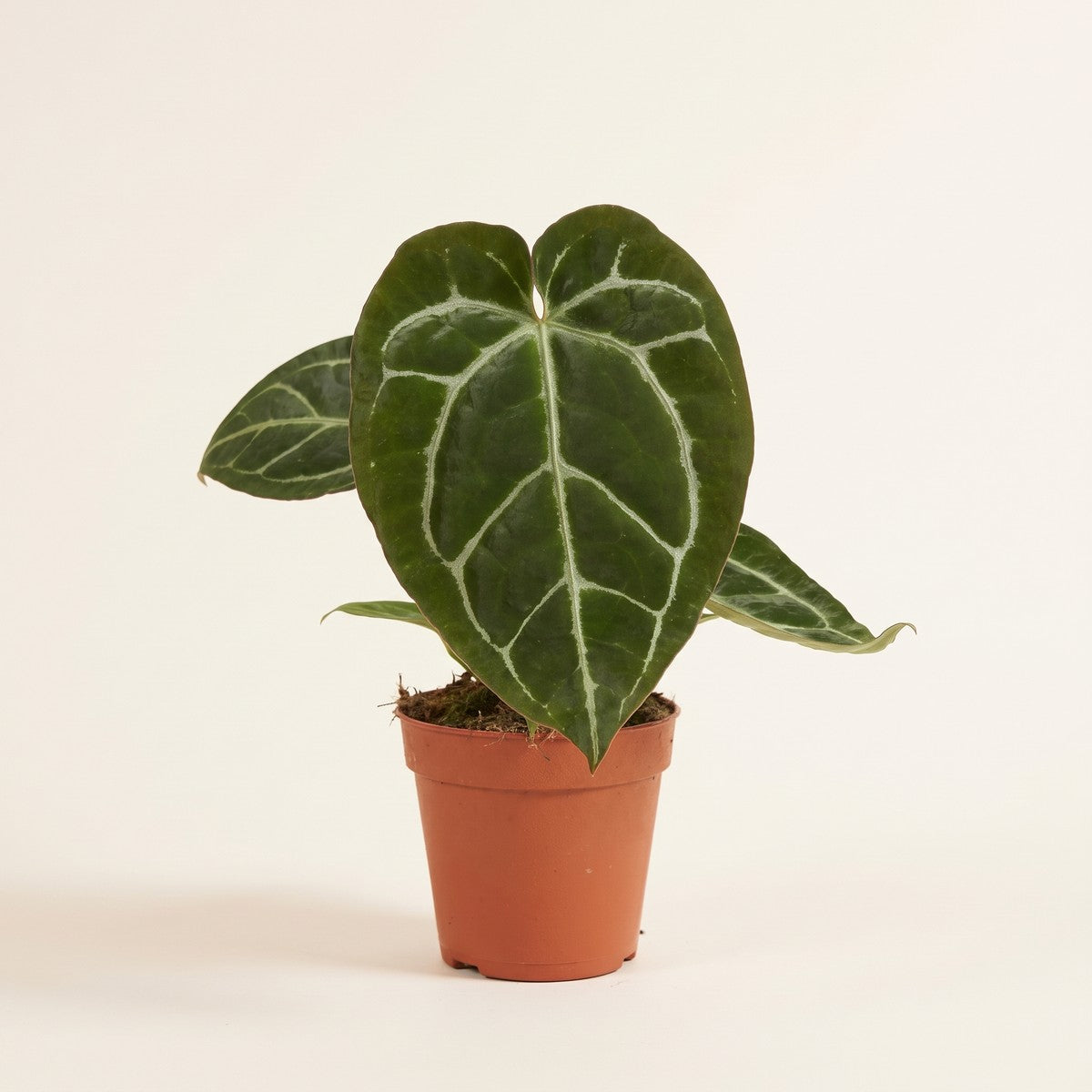Anthurium