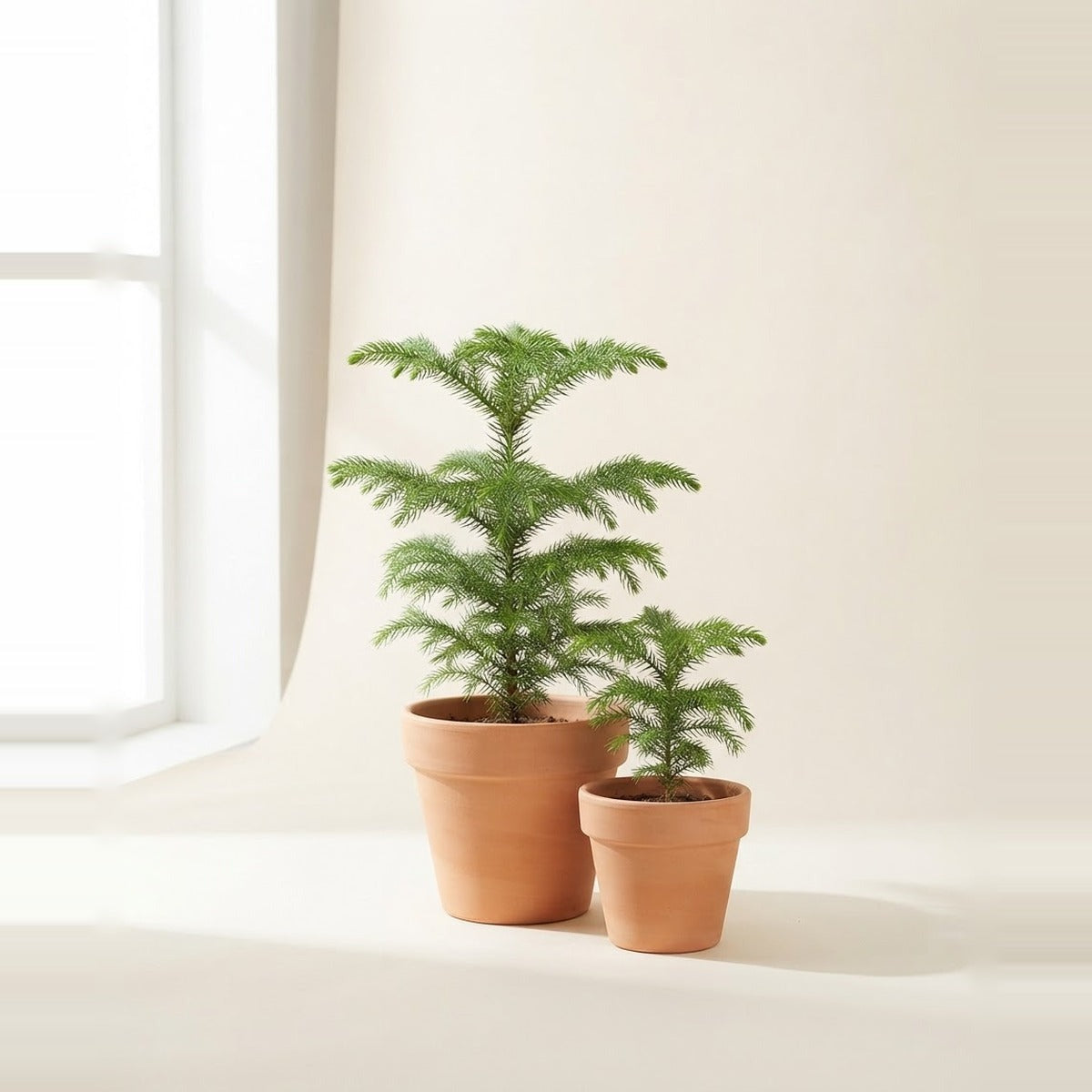 Araucaria — two Araucaria Norfolk Island pine saplings of different heights in plain terracotta pots