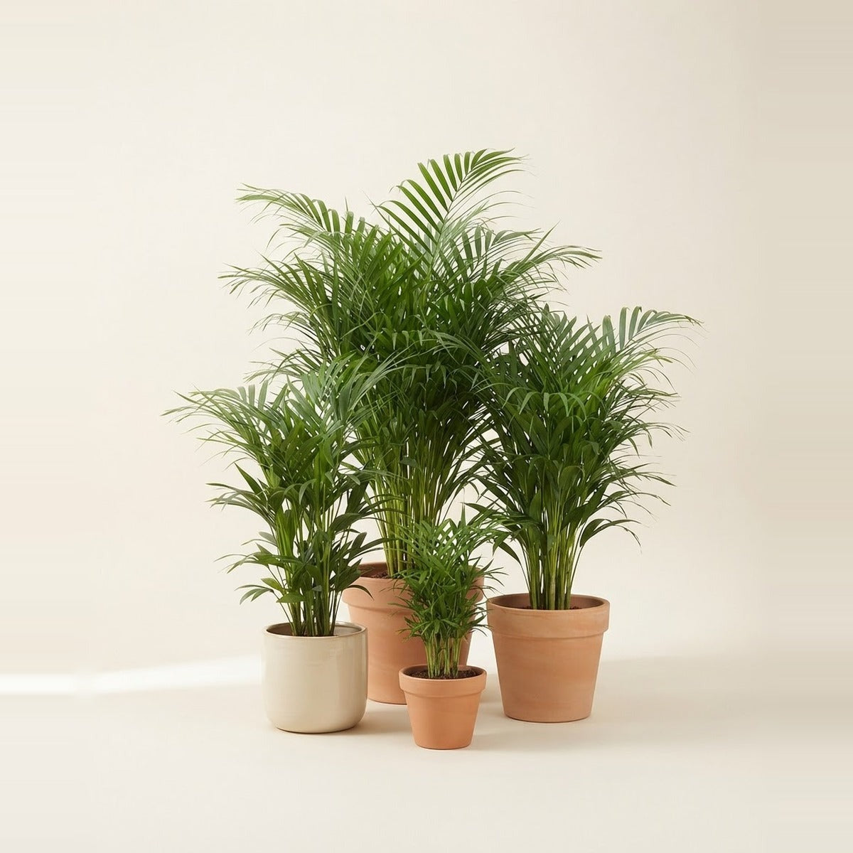 Arecaceae — three Areca palms of different sizes in plain terracotta and cream pots