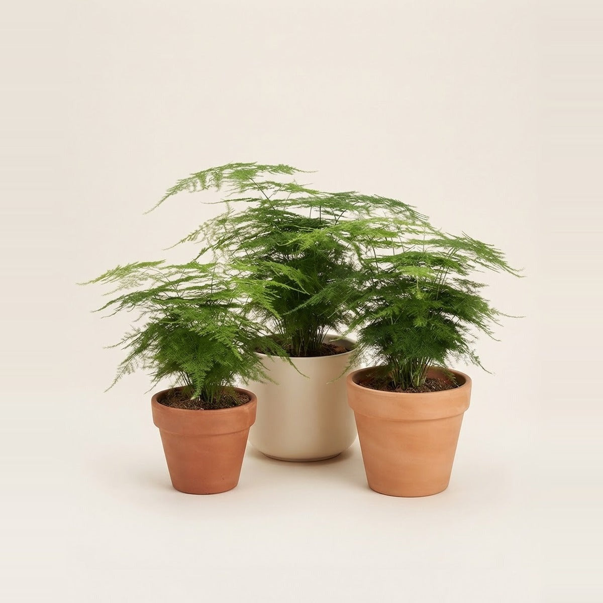 Asparagus — three Asparagus ferns with feathery foliage in plain terracotta and cream pots