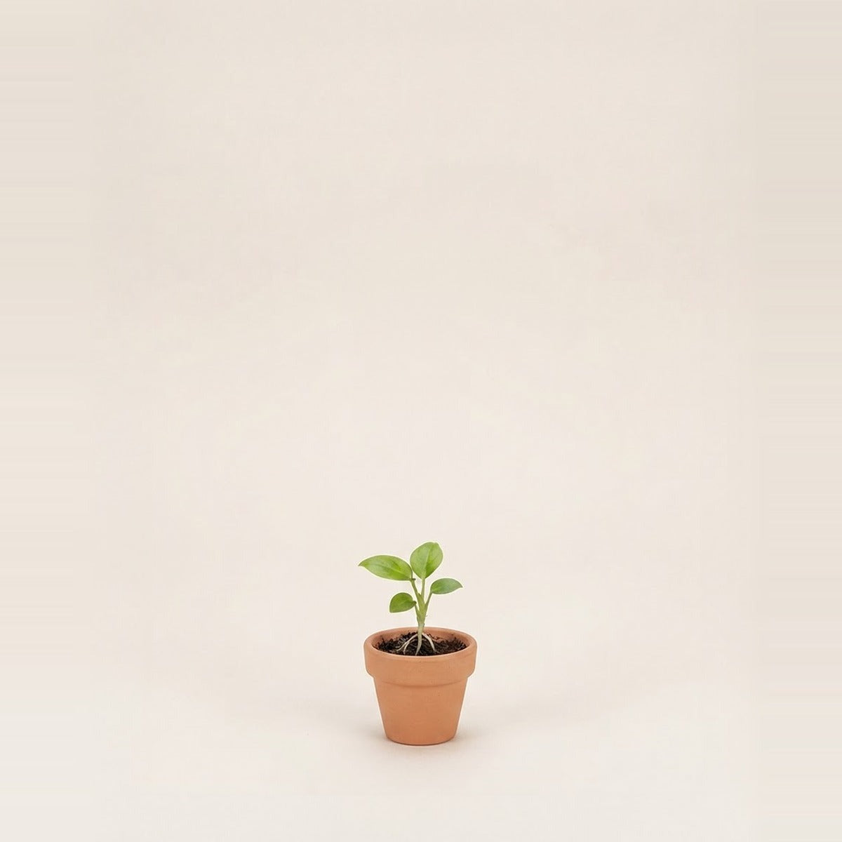 Baby plants — a row of nine tiny young houseplant seedlings in small plain terracotta nursery pots, varied leaf shapes