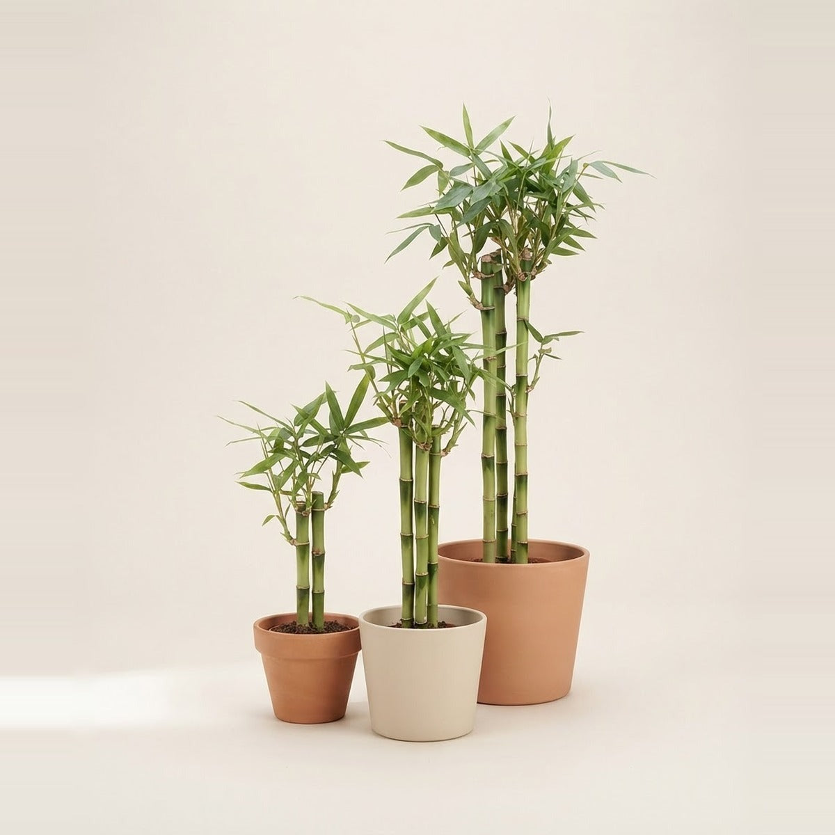 Dracaena — three bamboo plants of different heights in plain terracotta and cream pots