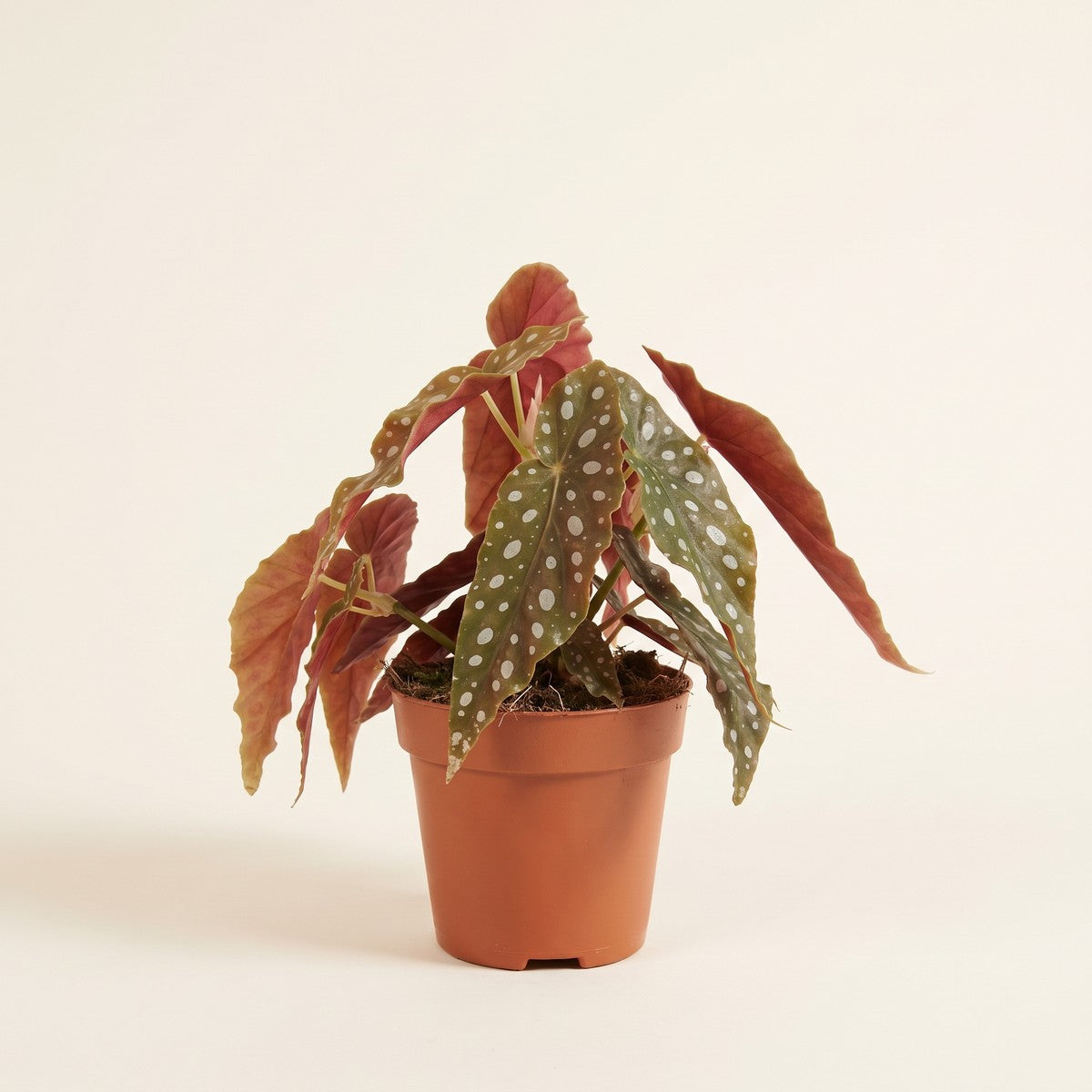 Begonia