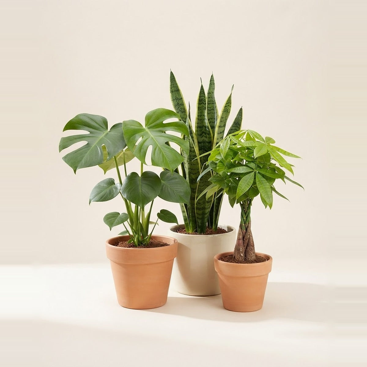 Bestsellers — a monstera, a snake plant and a braided money tree grouped together in plain terracotta and cream pots