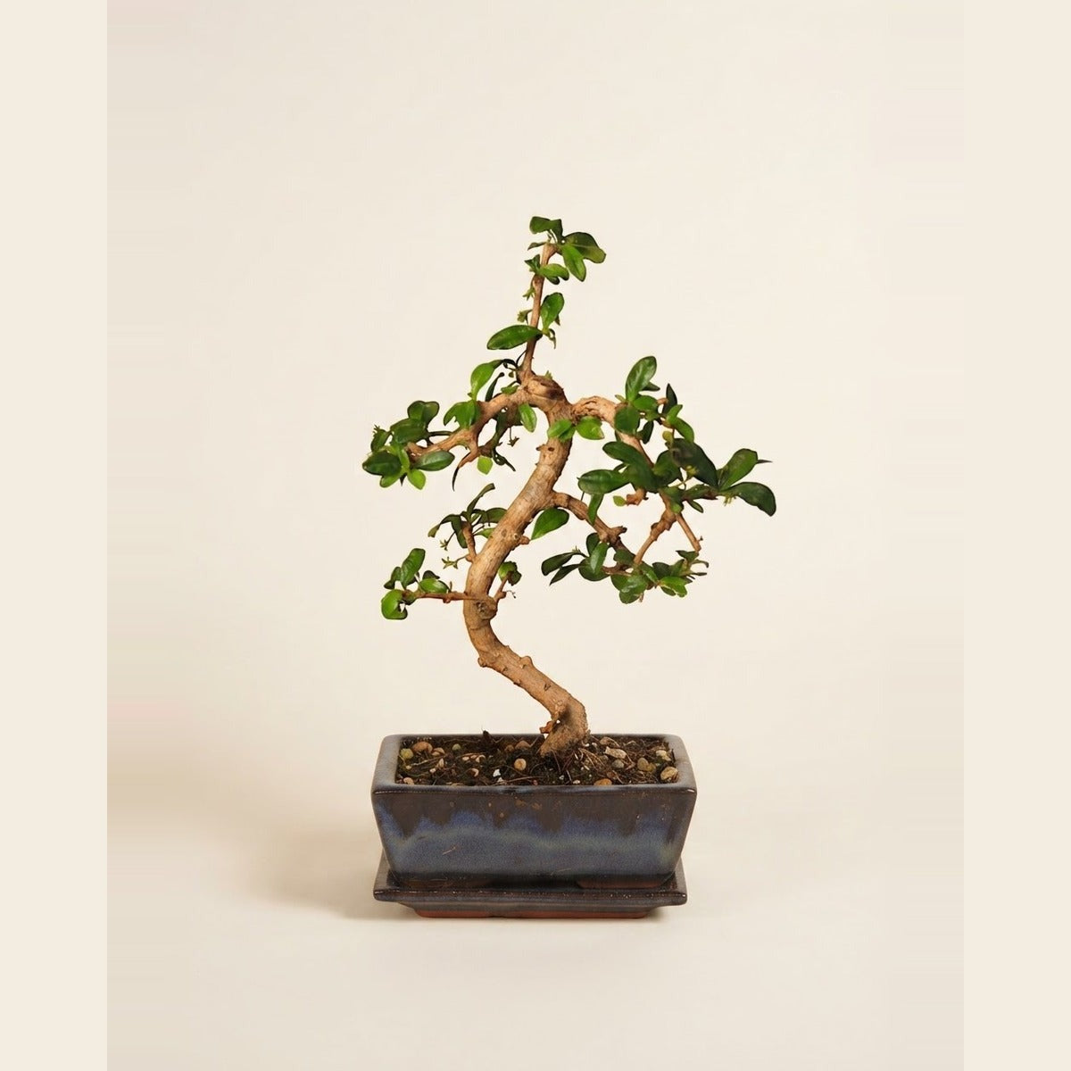 Bonsai — three bonsai trees of different styles in shallow glazed ceramic bonsai trays with moss and pebbles