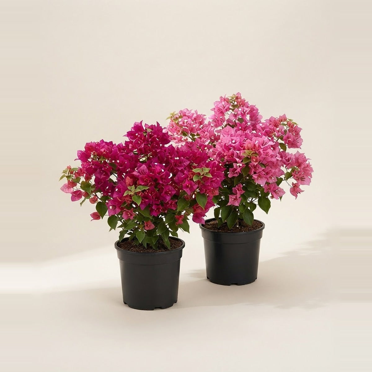 Bougainvillea — two bougainvillea shrubs in full magenta and pink bloom in plain nursery pots