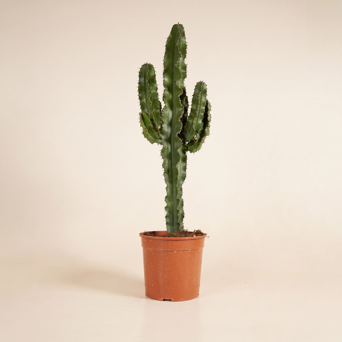 Cacti