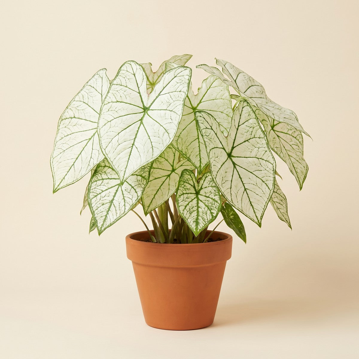 Caladium