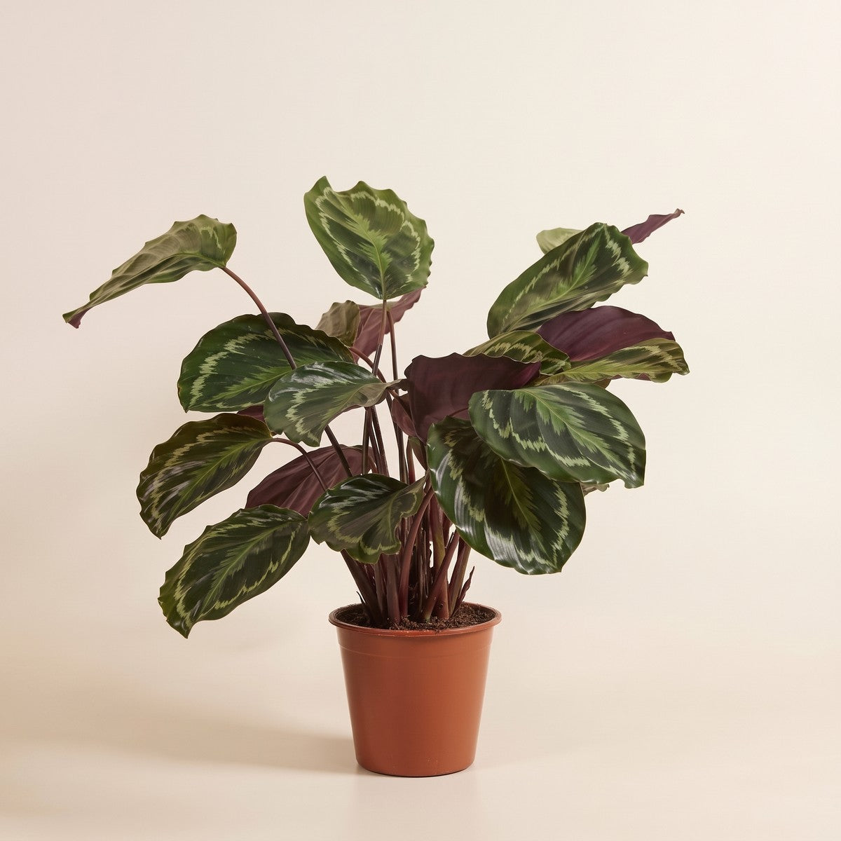 Calathea