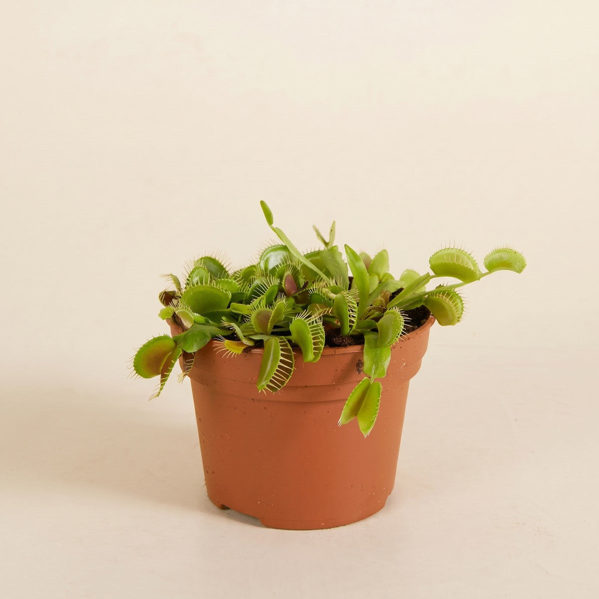 Carnivorous Plants
