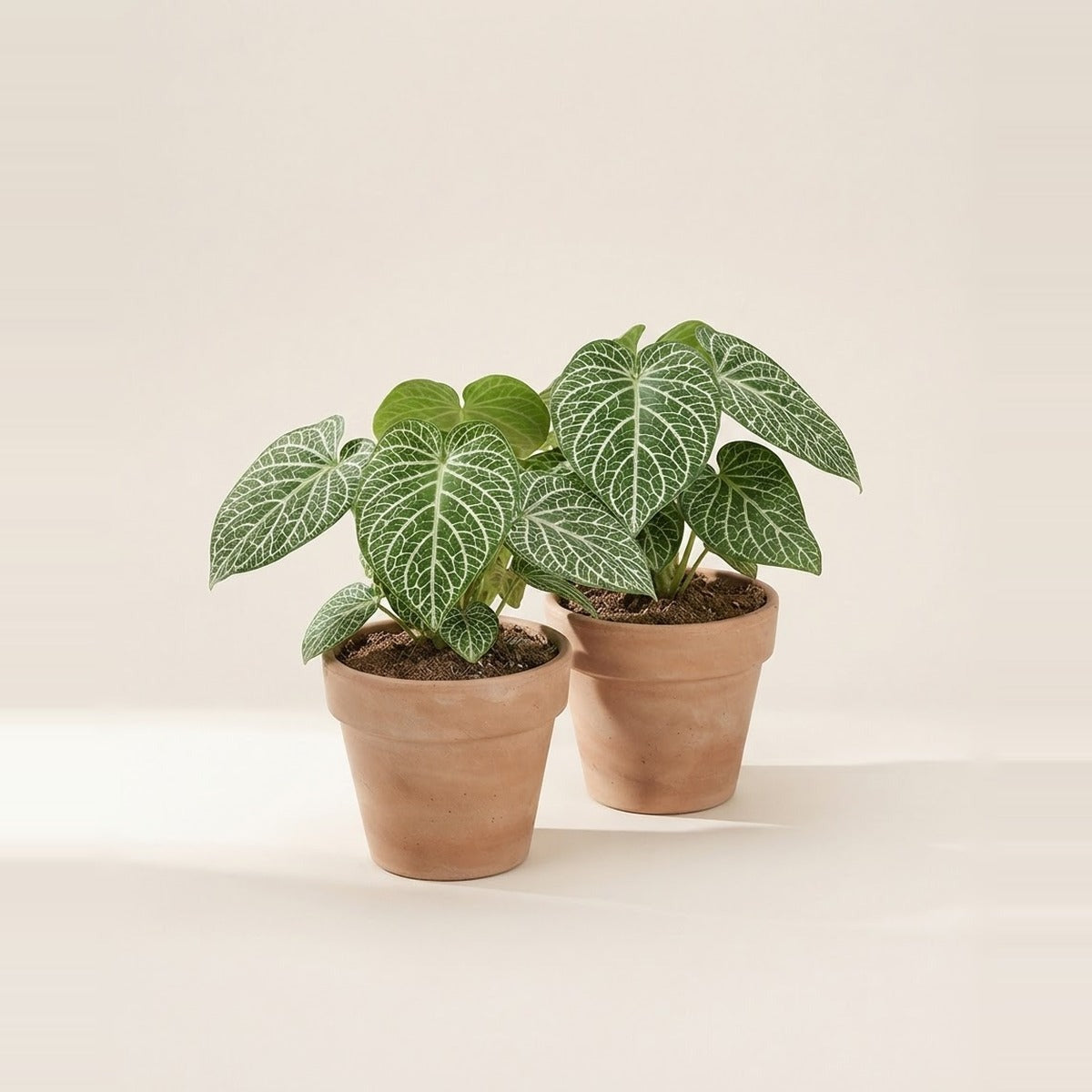 Cercestis — two Cercestis Mirabilis plants with white-veined leaves in plain terracotta pots
