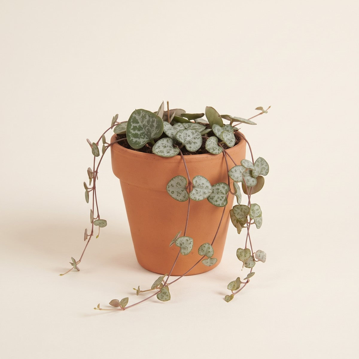 Ceropegia