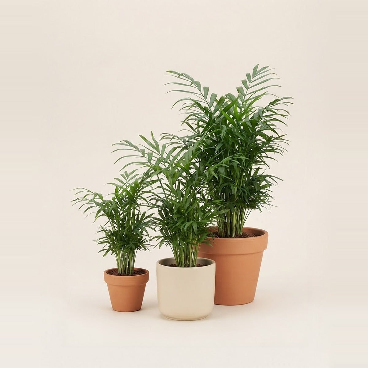 Chamaedorea — three Chamaedorea parlour palms of different sizes in plain terracotta and cream pots