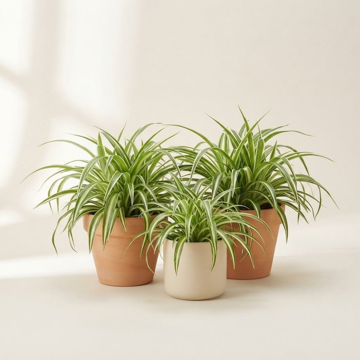 Chlorophytum — three spider plants with arching striped leaves in plain terracotta and cream pots