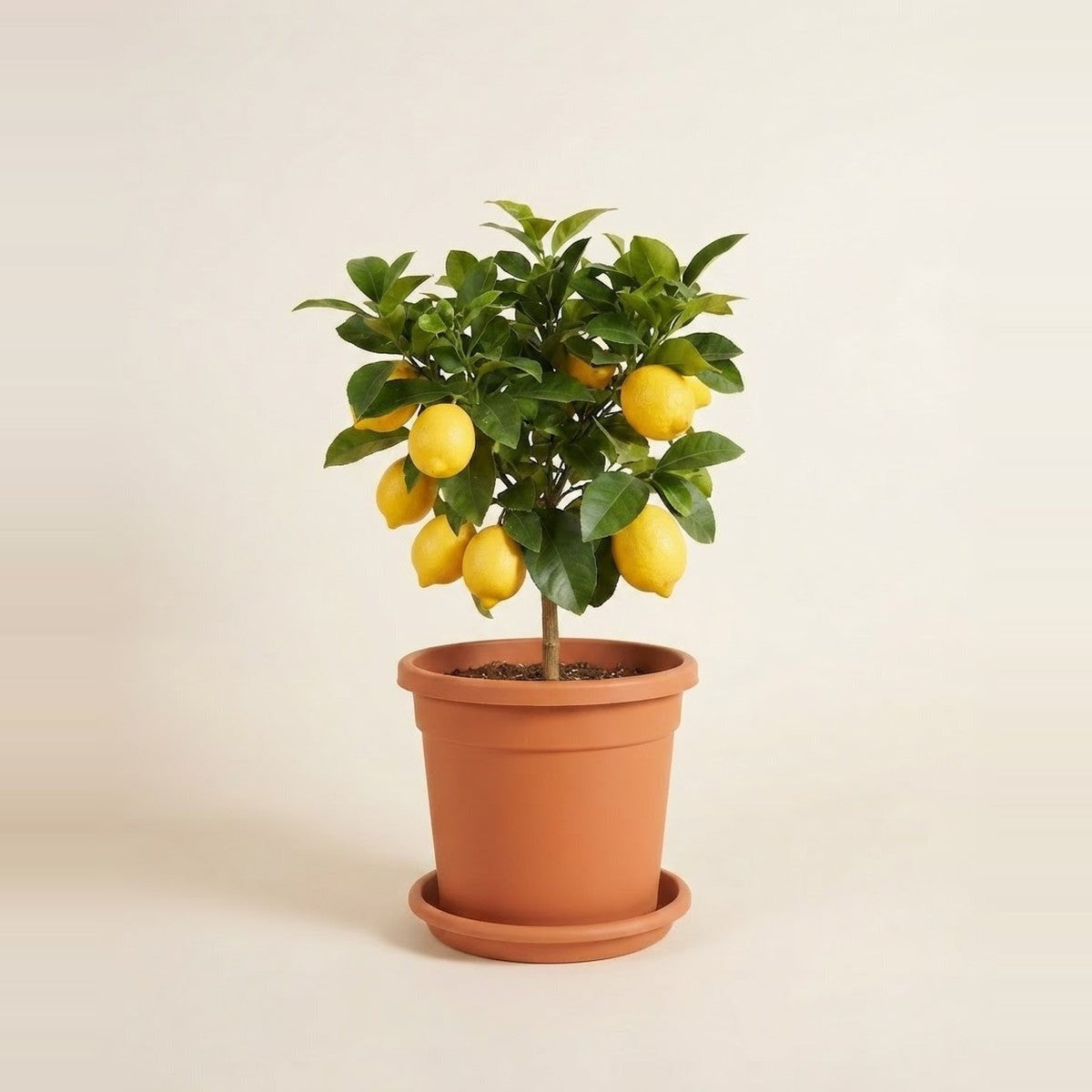 Citrus — two potted citrus trees - a lemon tree and a calamansi with small orange fruit - in large terracotta pots