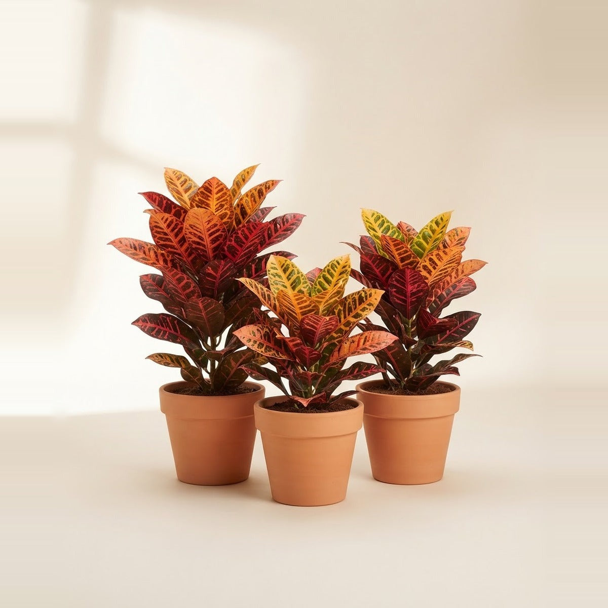 Codiaeum — three Croton plants with red, orange and yellow variegated leaves in plain terracotta pots