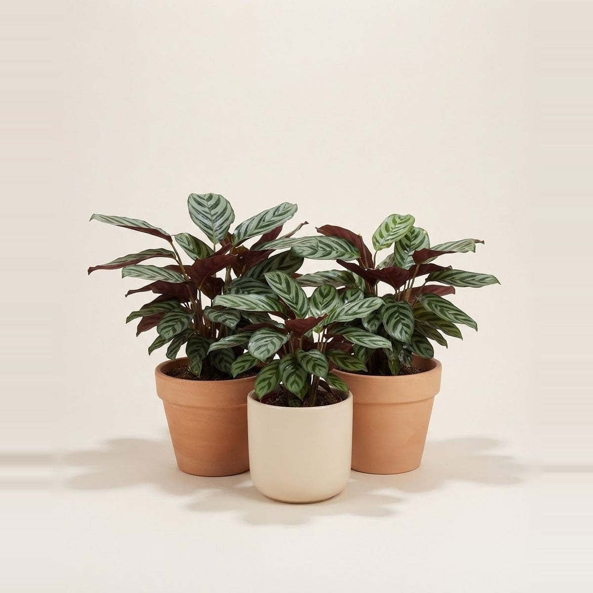 Ctenanthe — three Ctenanthe plants with striped patterned leaves in plain terracotta and cream pots