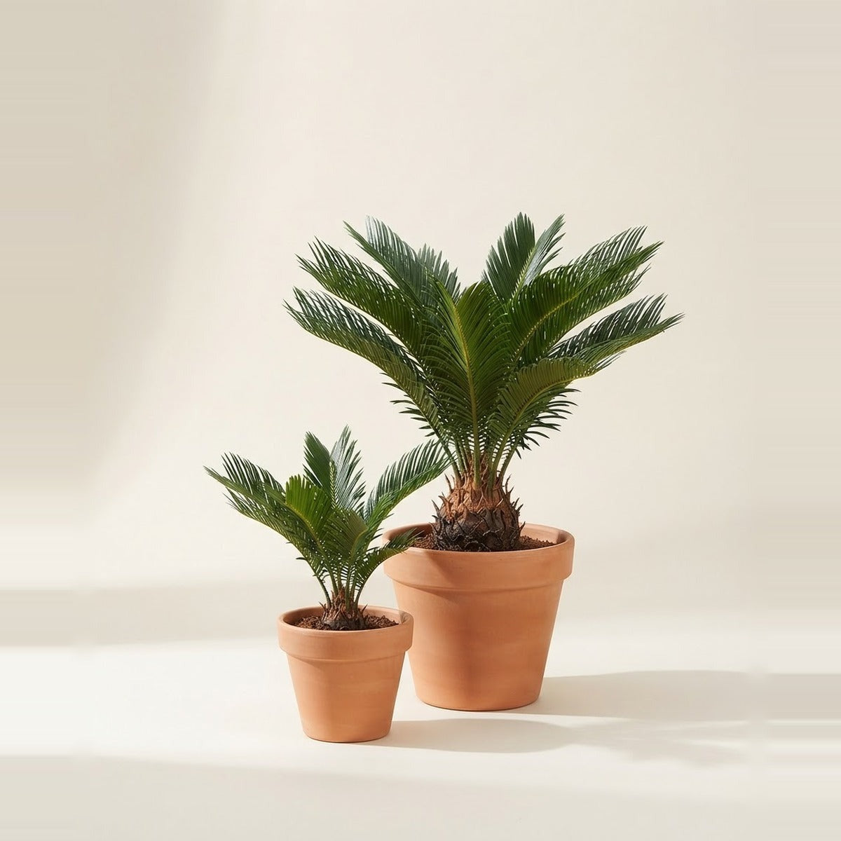 Cycas — two Cycas sago palms of different sizes in plain terracotta pots