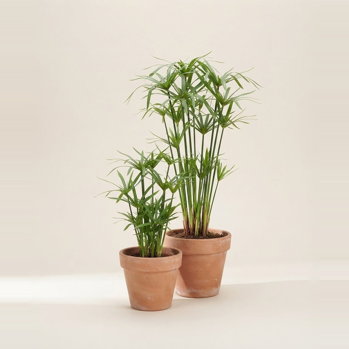 Cyperus — two Cyperus umbrella papyrus plants of different heights in plain terracotta pots
