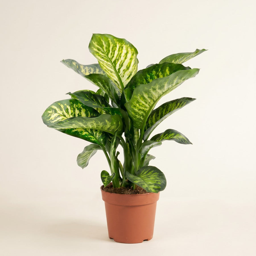 Dieffenbachia
