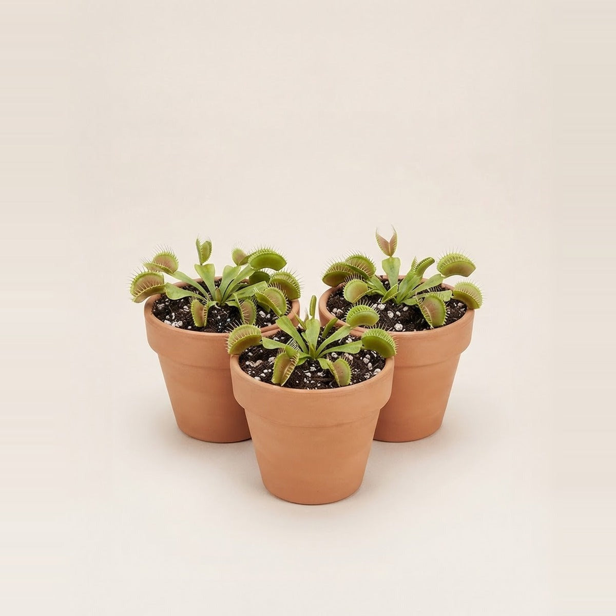 Dionaea — three Venus flytrap plants in small plain terracotta pots