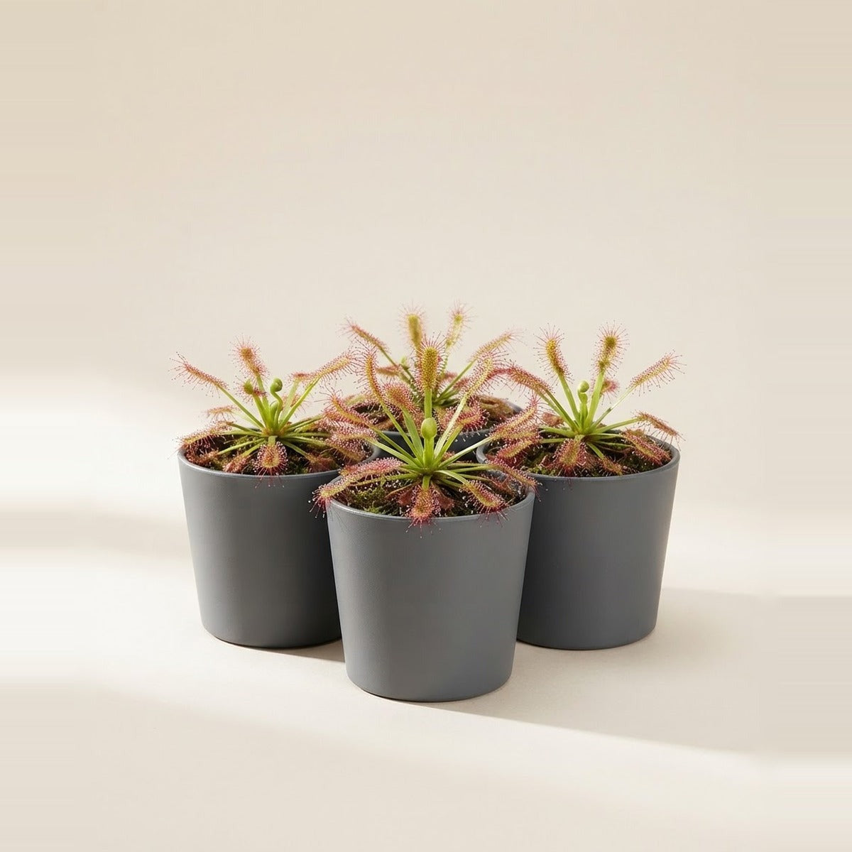 Drosera — three sundew Drosera plants with dewy red tentacles in small plain pots