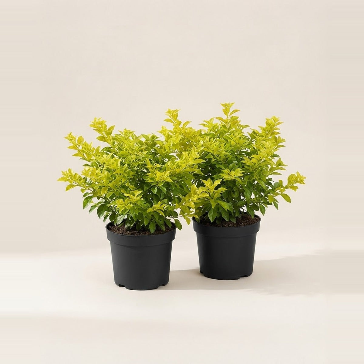 Duranta — two Duranta shrubs with golden-green foliage in plain nursery pots