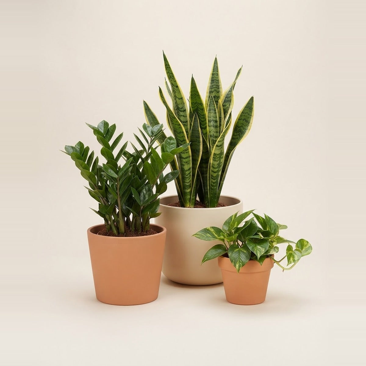 Easy houseplants — three easy-care houseplants - a ZZ plant, a snake plant and a pothos - in plain terracotta and cream pots