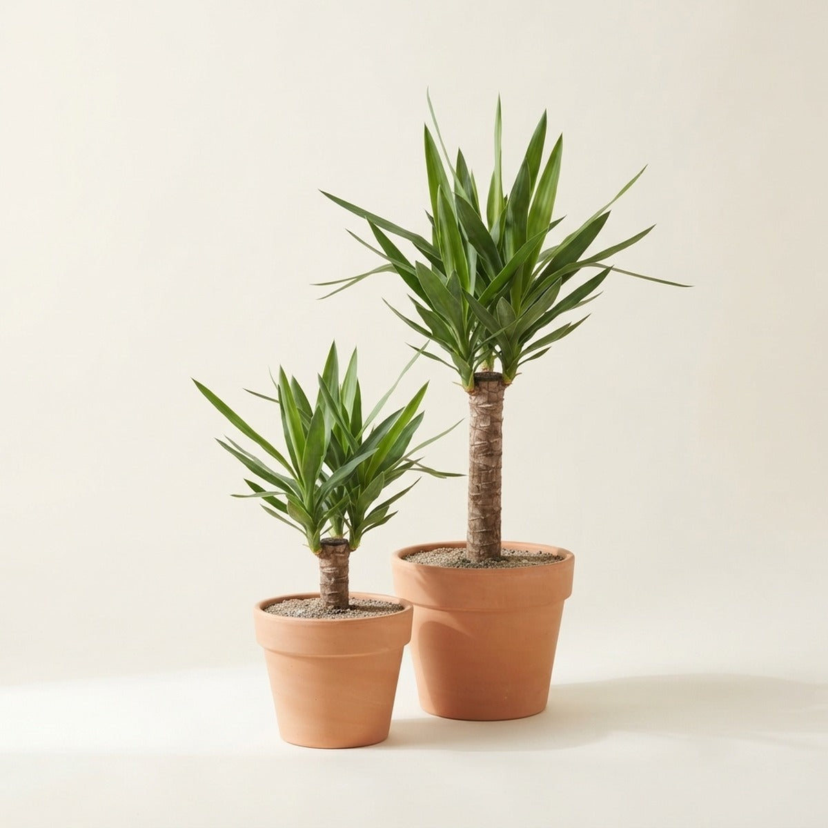 Elephantipes — two Yucca elephantipes plants of different heights in plain terracotta pots