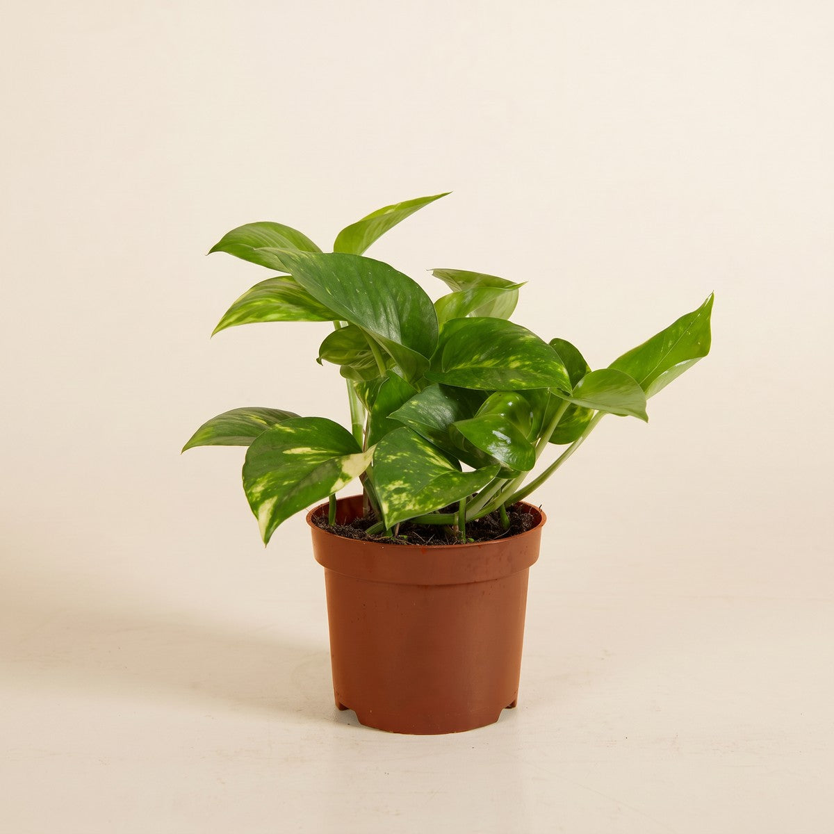 Epipremnum