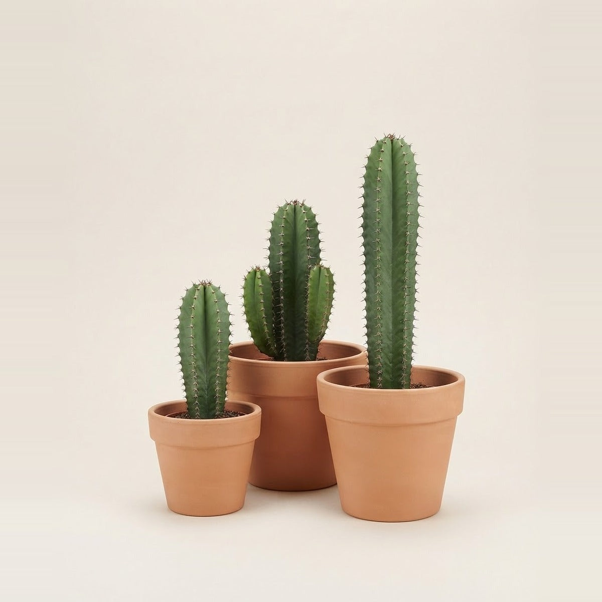 Euphorbia — three columnar Euphorbia cactus-like plants of different heights in plain terracotta pots
