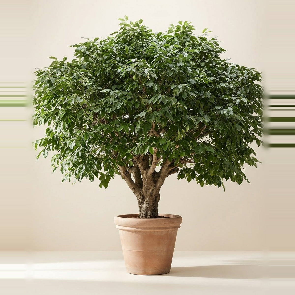 Extra Extra Large — one enormous floor-standing indoor tree, a tall ficus over two metres, in a very large terracotta pot, with a small plant beside it for scale