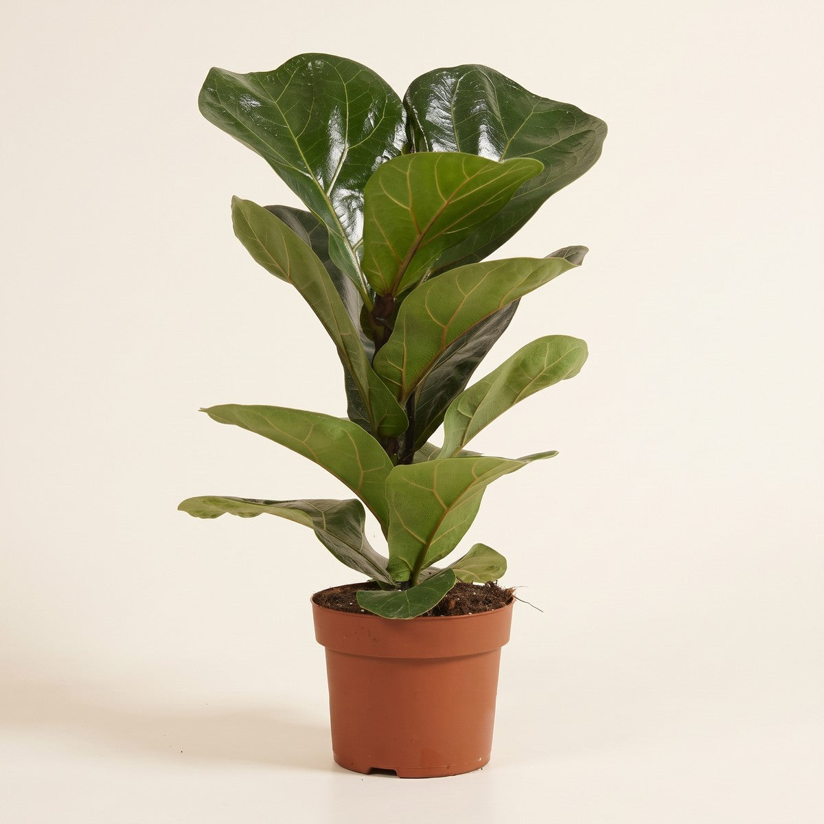 Ficus