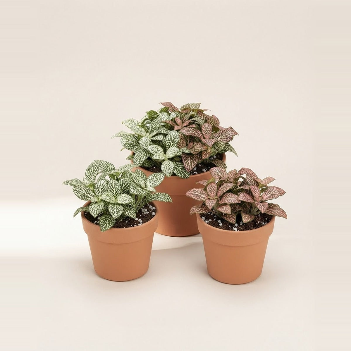 Fittonia — three Fittonia nerve plants with white and pink veined leaves in small plain pots