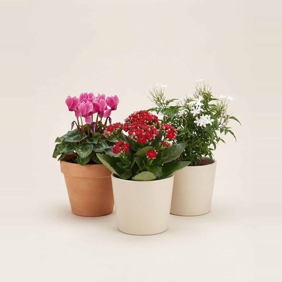 Flowering Plants — three flowering houseplants with pink, red and white blooms in plain terracotta and cream pots