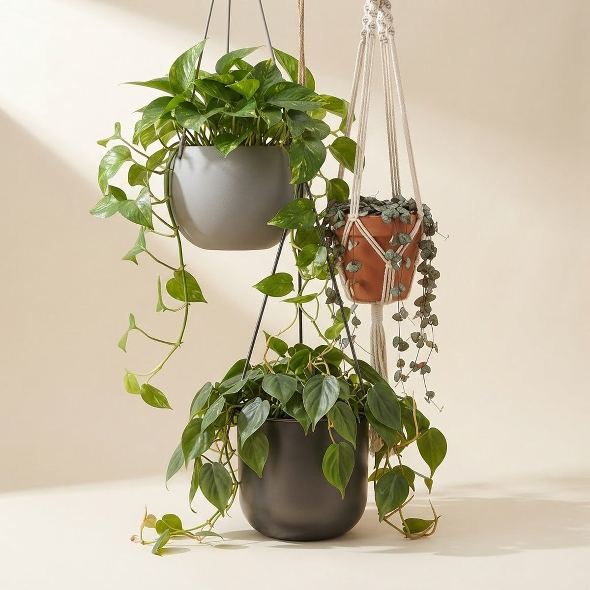 Hanging plants — three trailing houseplants in hanging pots at different heights