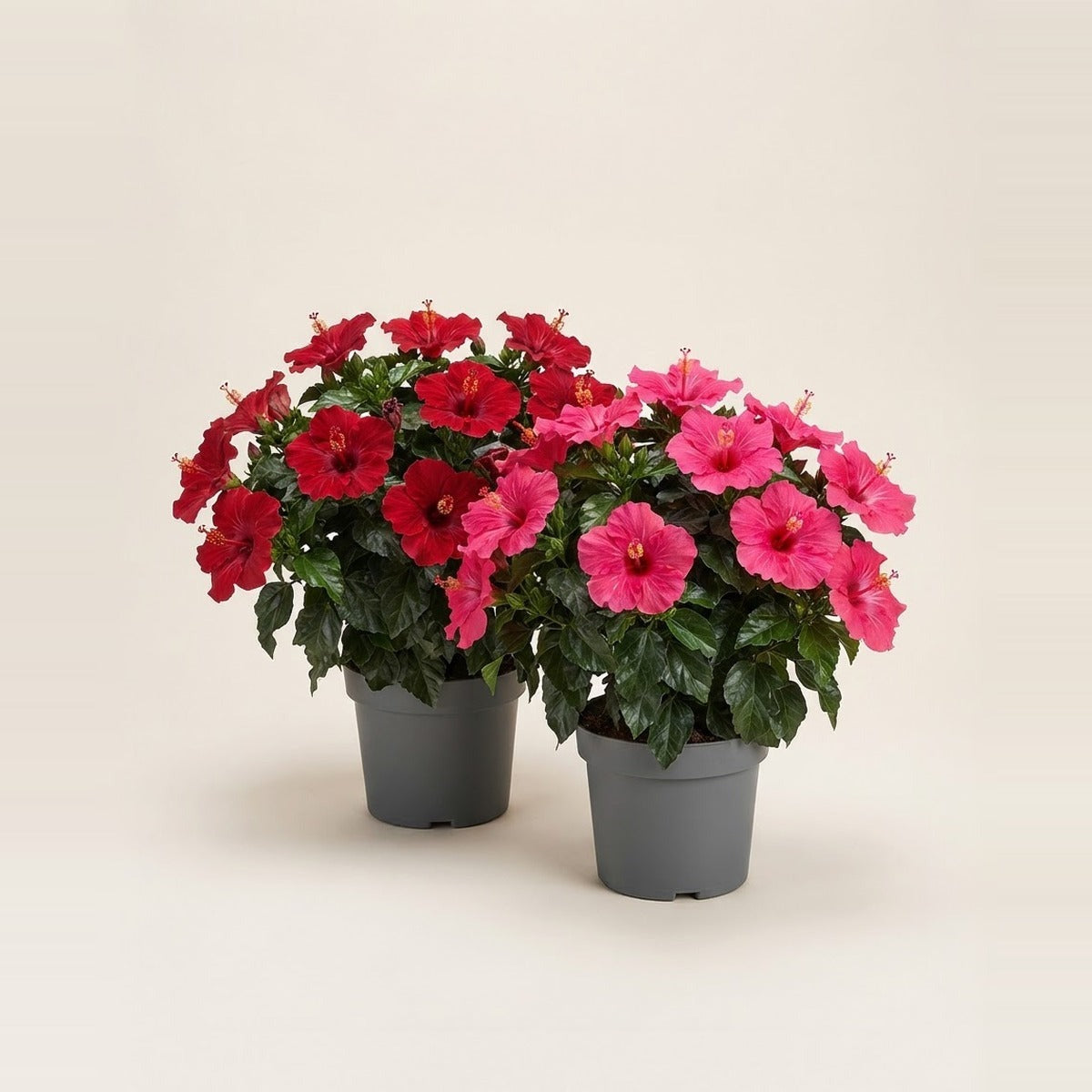 Hibiscus — two hibiscus shrubs in full red and pink bloom in plain nursery pots