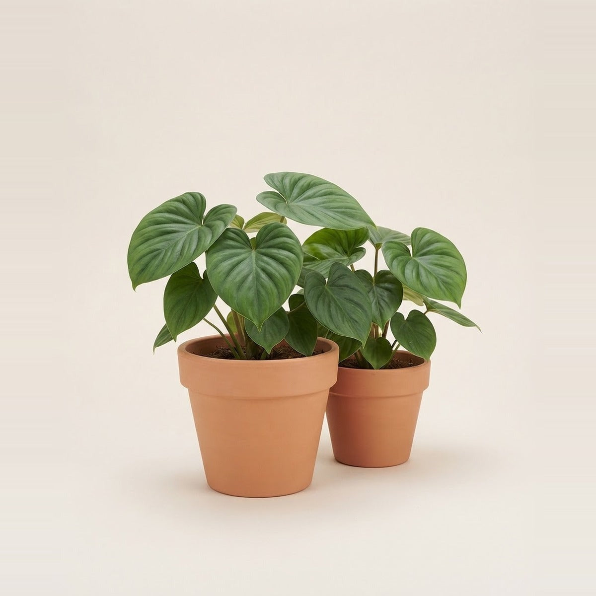 Homalomena — two Homalomena plants with heart-shaped green leaves in plain terracotta pots