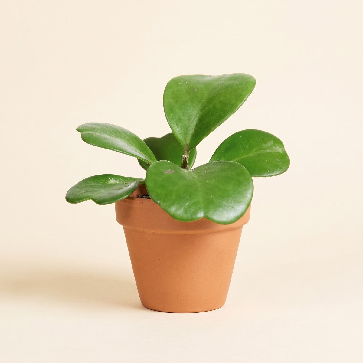 Hoya