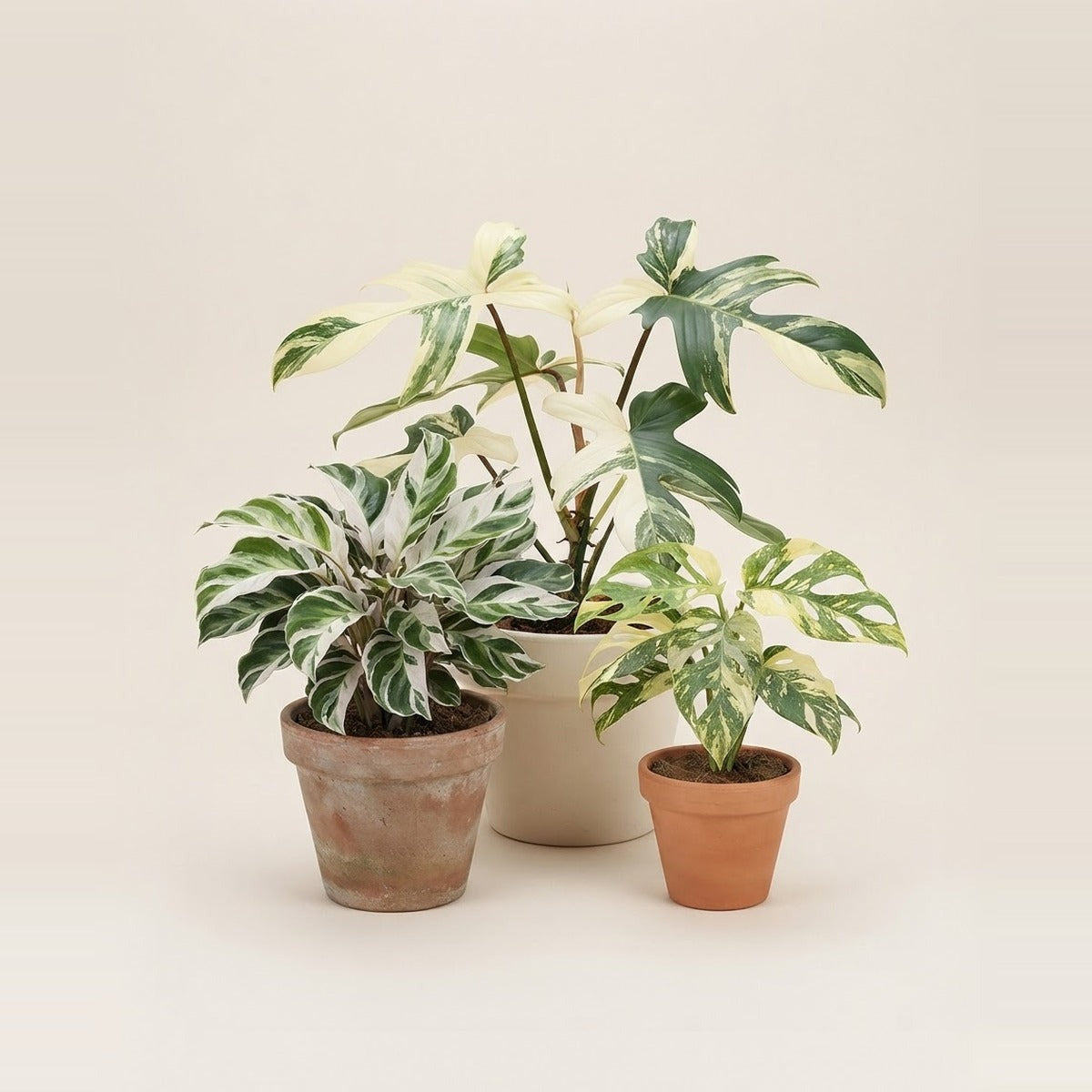 Hybrid plants — three hybrid houseplants with unusual variegated leaves in plain terracotta and cream pots