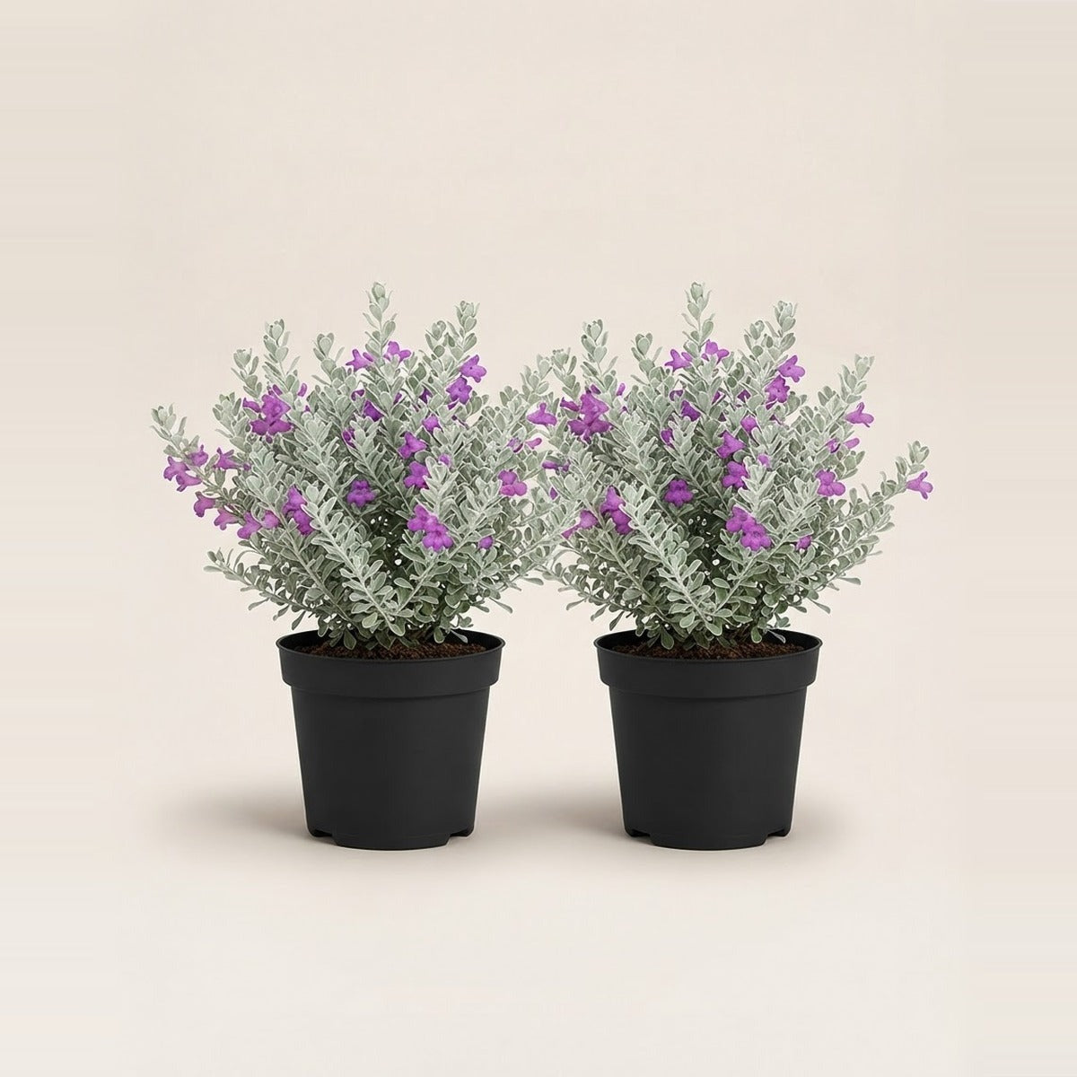 Leucophyllum — two Leucophyllum Texas sage shrubs with silver foliage and purple flowers in plain nursery pots