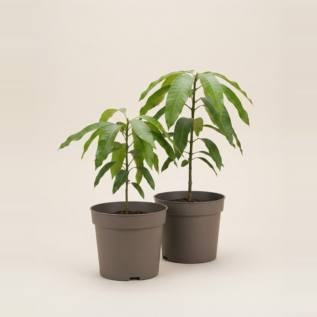 Mango — two young mango saplings of different heights in plain nursery pots