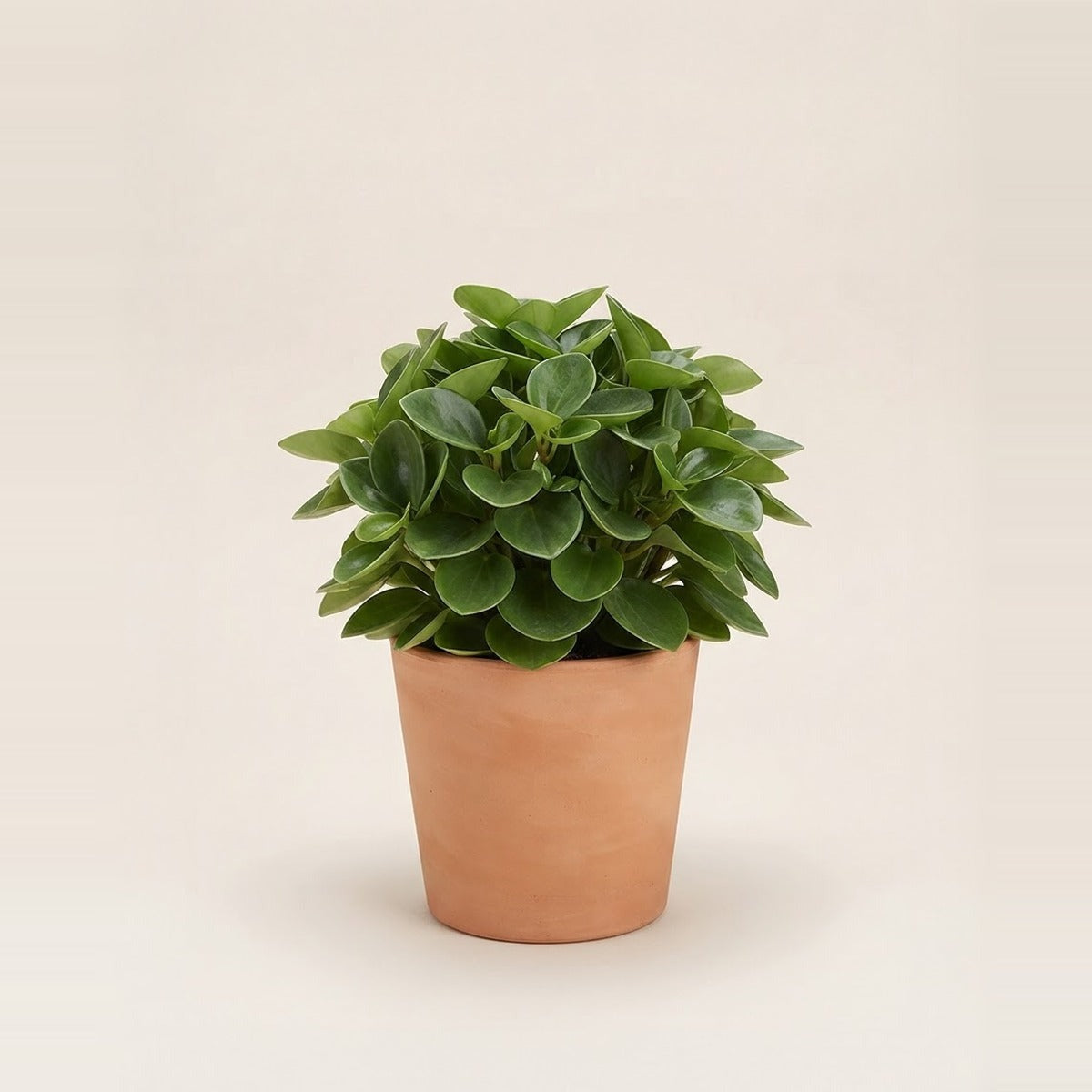 Medium plants — a medium sized indoor plant about fifty centimetres tall in a terracotta pot, with a small plant beside it for scale